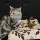 세계로 동물병원 이미지