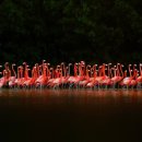 플라밍고 이미지