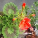 다원팜 | 햇살마리아, 마리아, 아이스러브, 휴밀리스, 티엠 그리고 파종이 제라늄 첫꽃.. 베고니아 파종 후기