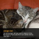 (주)펫찐