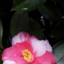 동백반점 이미지