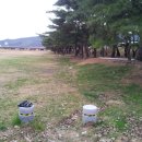 소야 솔밭 이미지