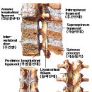 ★척추건강 강좌 이미지