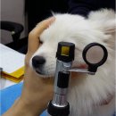 보정동물병원 이미지