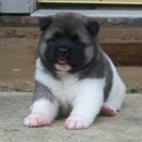 포근하개 이미지