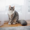 로얄도그 이미지