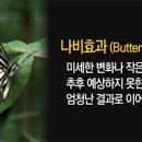 나비효과 이미지