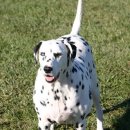 예쁜멍멍이 이미지