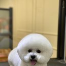 꽃담 멍발소 이미지