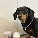 J | 닥스훈트 강아지 슬개골 영양제 닥터독 베츠초이스 뉴트리션 J+ 후기