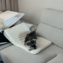 일상 : 네일 젤제거&검정머리 염색 / 전주 해영이왁싱샵 임산부 왁싱 후기 / 아기 빨래, 젖병소독 완료 :)