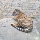 단산농장 | 🦁 전 세계 300마리! 대구 네이처파크 아기 백사자 루카·루나 완벽 가이드 (2026 최신 예약·입장료...