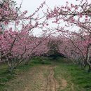 다정다감, 봄 이미지