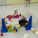 모글리몽 이미지