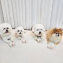 CU 계산안남점 | 강아지 생일 케이크 반려견 간식 전문 견우재 숲속의 집 케이크 후기