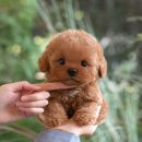 미유펫 강아지고양이 수원점 | 부산 연산동강아지분양 접근성 최고! 미유펫 후기