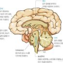 「건강」뇌 나이 자가진단법 이미지