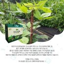 화천가시오갈피농장 이미지