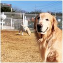 애견카페왕 이미지