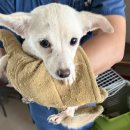 춘천시동물보호센터 이미지