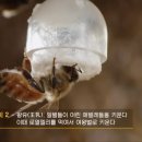 여왕벌 - 남구 용호로 129-6 | 여왕벌