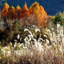 다섯손가락 이미지