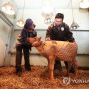 한우사육사 이미지