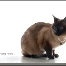 봉곡동243 이미지