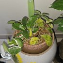 영양양지햇빛발전소 | ★과습 상태인 공기정화식물 '호야' 분갈이 및 후기★