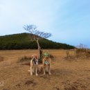 아웃독(OUT DOG) 이미지