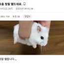 현진크리에티브 | 끝났다 결혼. 돌아간다 토실이로.