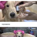 댕댕이 유치원 이미지