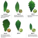 참나무식품 이미지