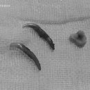 분당 아마존 동물병원 이미지