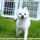 강아지 보호센터 이미지