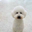 몽몽하개 이미지