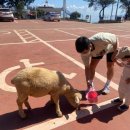 평화목장1 이미지