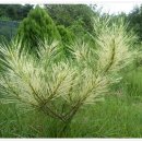 애수농장 이미지