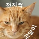 전지적 고양이 시점 이미지