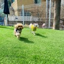 소심유치원 이미지