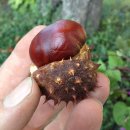 마로니에 이미지