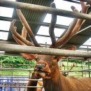 고센사슴목장 이미지