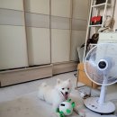 애키새 | 강아지 장난감 내돈내산 후기 )) 애키새 스마일공 🐶🐶