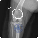잠실베스트동물병원 수술재활센터 이미지