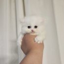 멍품 강아지분양 본점 이미지