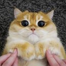 장화신은고양이 이미지