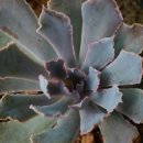 호야네 다육이 이미지