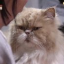 고양이민박 이미지