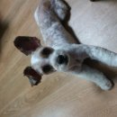 순도리네애견 이미지