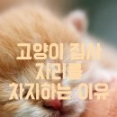 고양이자리 이미지